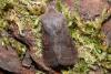 Orthosia populeti